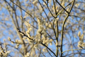 bomen in de tuin krijgen katjes