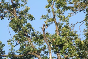 bonte specht in de tuin